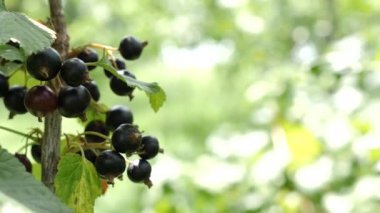 Olgun siyah kuşüzümü hasat ediyorum. Ekolojik olarak temiz böğürtlen yetiştiriyor. Bahçıvanlık.