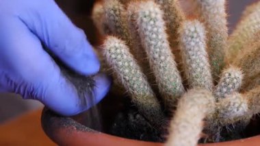 Kaktüs nakli. Toprağı yeni bir çömleğe ekleyip sıkıştırmak. Bitki bakımı. Kaktüslere dikkat et..