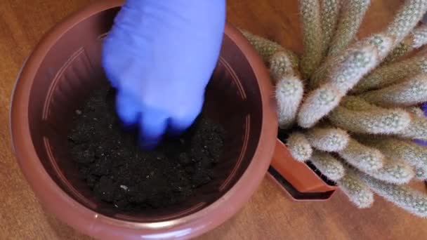 Cactus Transplant Adding Compacting Soil New Pot Plant Care Care — Wideo stockowe