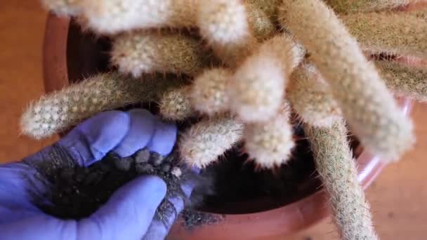 Cactus Transplant Adding Compacting Soil New Pot Plant Care Care — Stock video