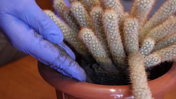 仙人掌移植在一个新的锅中添加和压实土壤 植物护理 照顾仙人掌 — 图库视频影像