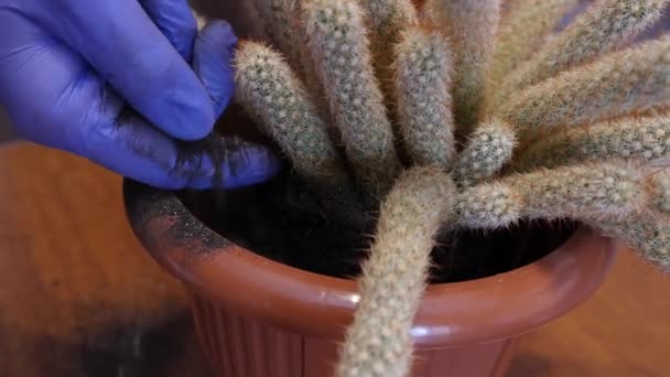 Cactus Transplant Adding Compacting Soil New Pot Plant Care Care — Wideo stockowe