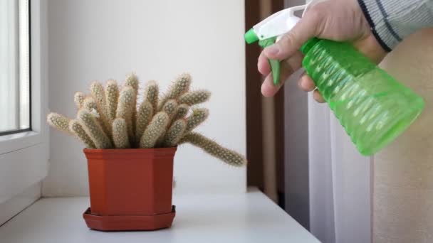 Plant Care Spraying Cactus Watering — Vídeos de Stock