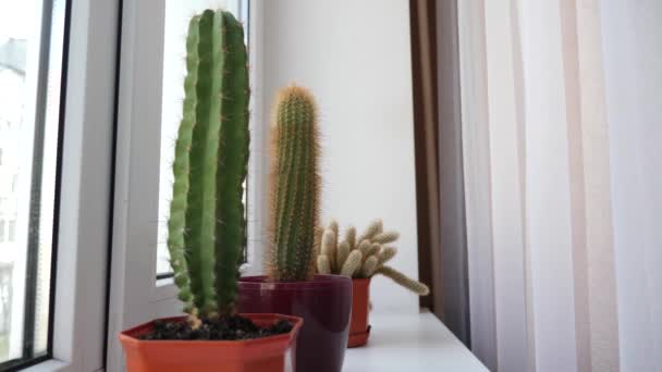 Cuidado Plantas Pulverización Riego Cactus — Vídeos de Stock