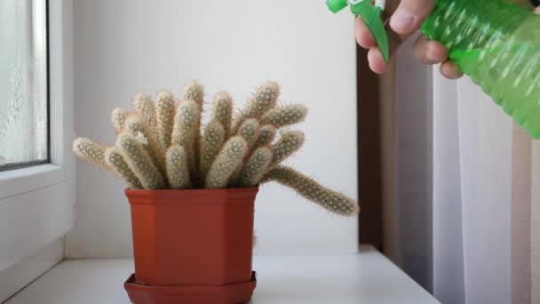 Plant Care Spraying Cactus Watering — Stockvideo