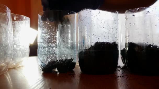 Reuse Plastic Planting Seeds Home — Stockvideo