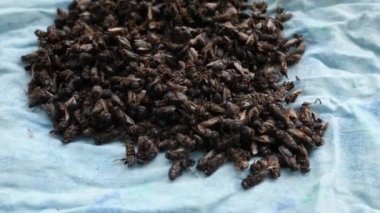 Ölü bal arılarının vücutları ilaçlarda çeşitli hastalıkları tedavi etmek için kullanılır..