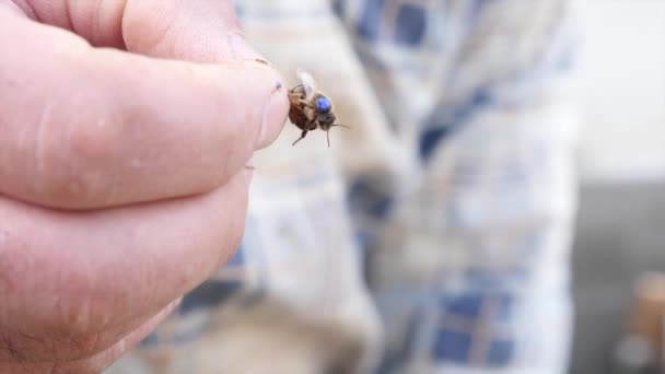 Queen Bee Blue Mark Body Hand Experienced Beekeeper Observation Bees — Video Stock