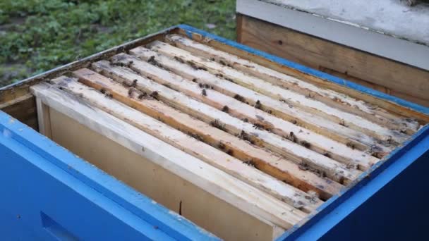 フレームと作業蜂の巣を開く — ストック動画