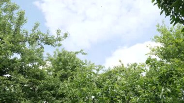 Binlerce arı gökyüzünde uçarak bir arı sürüsü oluşturur. Bir arı sürüsünün çıkışı..