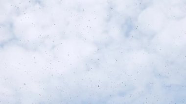 Binlerce arı gökyüzünde uçarak bir arı sürüsü oluşturur. Bir arı sürüsünün çıkışı..