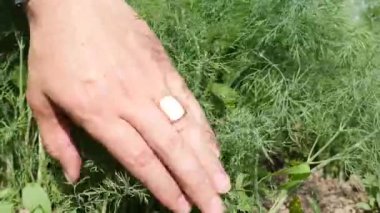 Bir adam kendi arazisinde dereotunu bıçakla kesiyor. Tarım ürünlerinin üretimi.