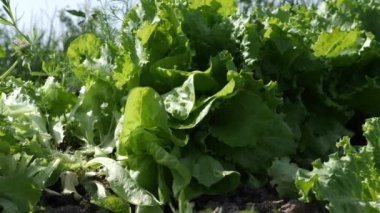 Çiftçi marul yapraklarını bir bıçakla keser. Tarım üretimi.