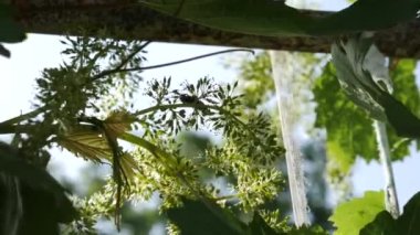 The process of flowering grapes. The bee flies and collects honey. Industrial cultivation of grapes.