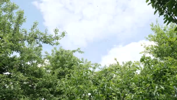 Thousands Bees Fly Sky Forming Swarm Bees Output Bee Swarm — Stockvideo