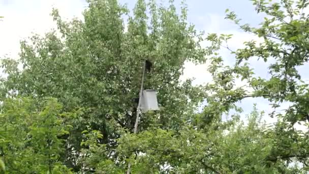 Beekeeper Help Swarm Removes Swarm Bees Tree — стоковое видео