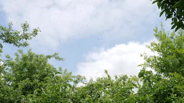 Tysiące Pszczół Latają Niebie Tworząc Rój Pszczół Wydajność Roju Pszczół — Wideo stockowe
