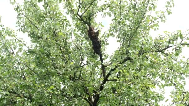 Swarm Bees Firmly Held Tree Trunk Process Formation Bee Colonies — Stockvideo