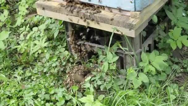 Thousands Bees Fly Out Hive Grass Begin Form Swarm Bees — Video Stock