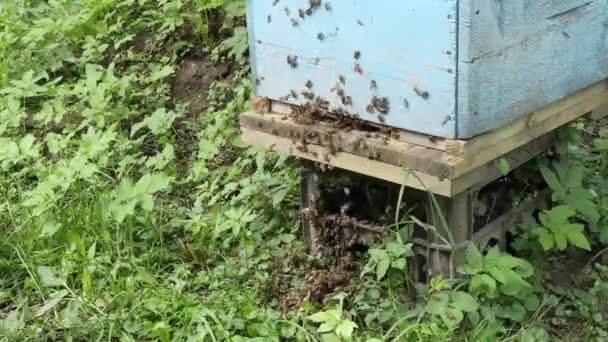 Χιλιάδες Μέλισσες Πετούν Έξω Από Την Κυψέλη Πάνω Στο Γρασίδι — Αρχείο Βίντεο