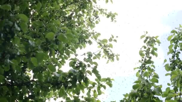 Thousands Bees Fly Tree Forming Swarm Bees Output Bee Swarm — Stockvideo