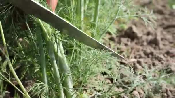 Homem Corta Uma Colheita Endro Com Uma Faca Seu Próprio — Vídeo de Stock