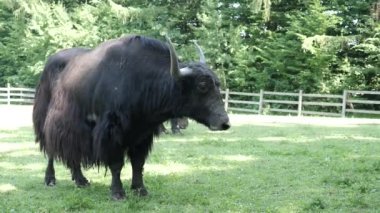 Bir Tibetli çiftliğin yakınındaki bir çayırda otluyor..
