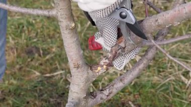 Bahçe bakımı. Meyve ağaçlarının budanması. Bahçıvanlık mesleği..