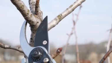 Bahçe bakımı. Meyve ağaçlarının budanması. Bahçıvanlık mesleği..