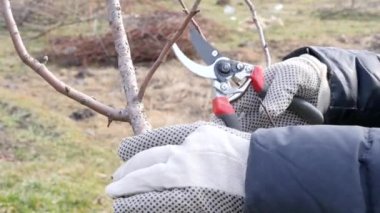 Bahçe bakımı. Meyve ağaçlarının budanması. Bahçıvanlık mesleği..