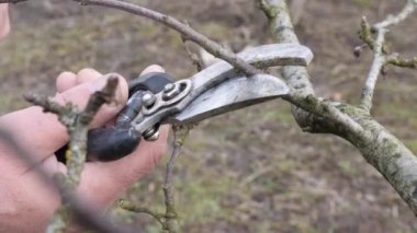 Bahçe bakımı. Meyve ağaçlarının budanması. Bahçıvanlık mesleği..