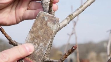 Bahçe bakımı. Meyve ağaçlarının budanması. Bahçıvanlık mesleği..