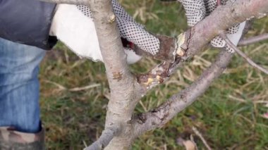 Bahçe bakımı. Meyve ağaçlarının budanması. Bahçıvanlık mesleği..