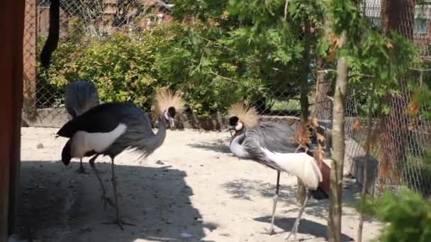 Crowned Cranes Walk Zoo — Stock Video