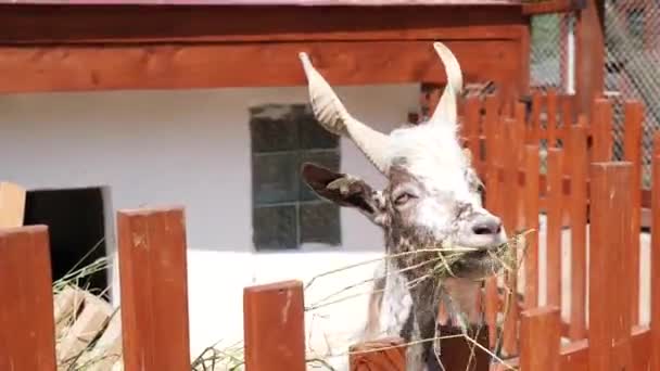 Goat Chews Hay Farm — Video Stock