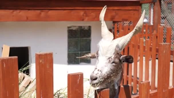 Goat Chews Hay Farm — Video Stock