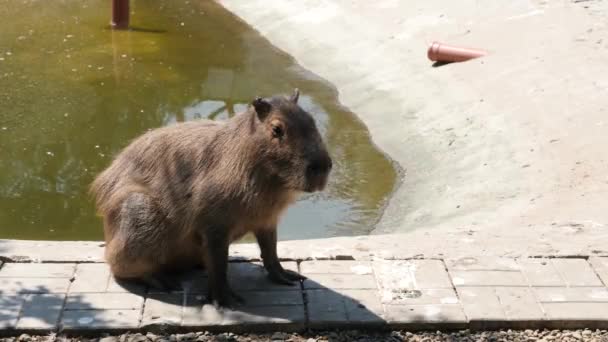 Capybara Går Langs Bredden Kunstig Dam – stockvideo