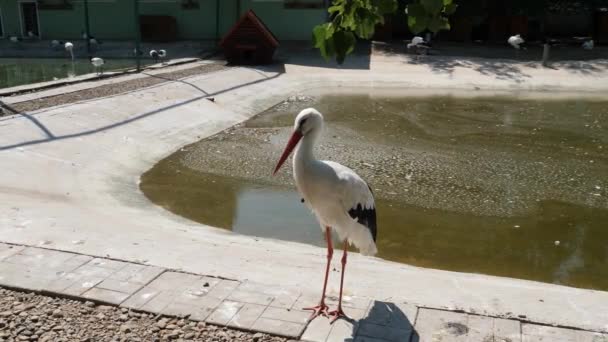 Stork Walks Shore Artificial Pond Crane — стокове відео