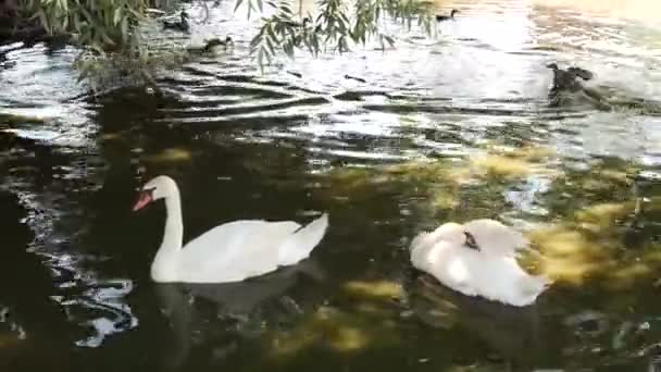Белые Лебеди Переплывают Озеро Тени Расправляют Крылья — стоковое видео