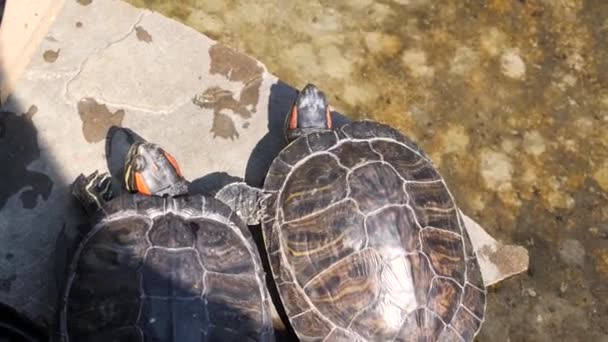 Żółwie Siedzą Kominku Wygrzewają Się Słońcu — Wideo stockowe