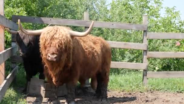 Scottish Bull Breathes Hard While Standing Scorching Sun — Video