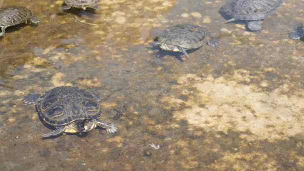 Żółwie Wygrzewają Się Słońcu Pływają Sztucznym Stawie — Wideo stockowe