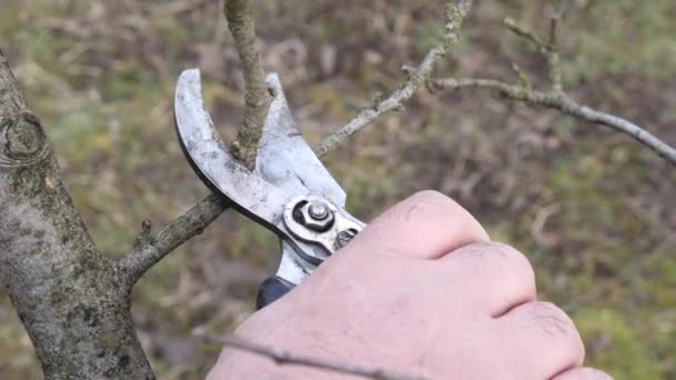 Garden Care Pruning Fruit Trees Profession Gardener — Wideo stockowe