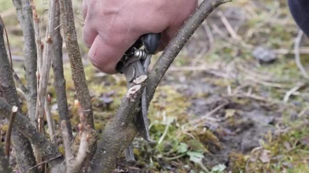 Opieka Nad Ogrodem Przycinanie Drzew Owocowych Zawód Ogrodnika — Wideo stockowe