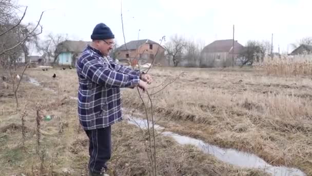 Opieka Nad Ogrodem Przycinanie Drzew Owocowych Zawód Ogrodnika — Wideo stockowe