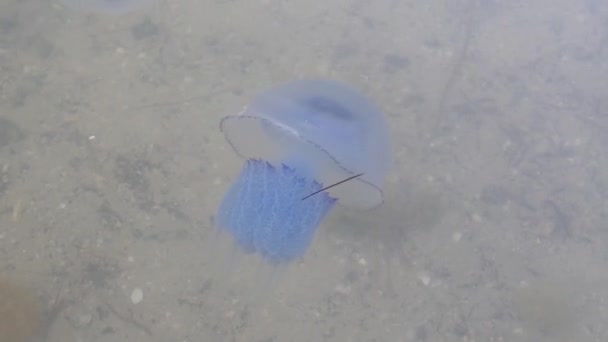 Meduza Wdziękiem Pływa Morzu Wśród Glonów — Wideo stockowe