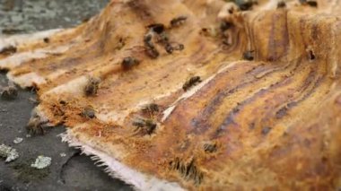 Arılar keten kumaştan propolis toplarlar. Arı ailesi iş başında..