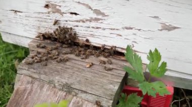  Arılar arı kovanında çalışır ve aktif olarak kovana doğru uçar..