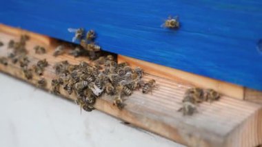 Arılar kovan etrafında toplanır ve aktif olarak ortaya doğru sürünürler..