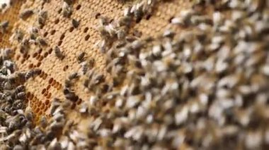 The frame of the hive is completely filled with worker bees that are actively moving.